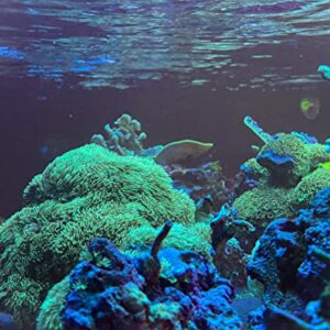 Live Coral Frag Green Star Polyp 1 inch - WWC Long Polyp/Beginner Marine Coral Reef for Saltwater Aquarium
