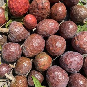 red custard apple tree seeds annona reticulata tropical fruit tree delicious and sweet fruit attract bees culinary uses gardens outdoor 10pcs fruit tree seeds by yegaol garden