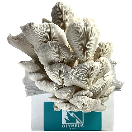 Olympus Myco Sterilized Grain Bag 2 Pack | Millet Substrate for Mushroom Growing | 0.2 Micron Filter Patch | Mushroom Grow Bag | Formulated by Mycologists (3 lbs)