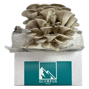 Olympus Myco Sterilized Grain Bag 2 Pack | Millet Substrate for Mushroom Growing | 0.2 Micron Filter Patch | Mushroom Grow Bag | Formulated by Mycologists (3 lbs)