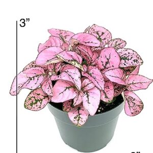 Hypoestes Pink Splash Live Potted House Plants Air Purifying in 2" Pot