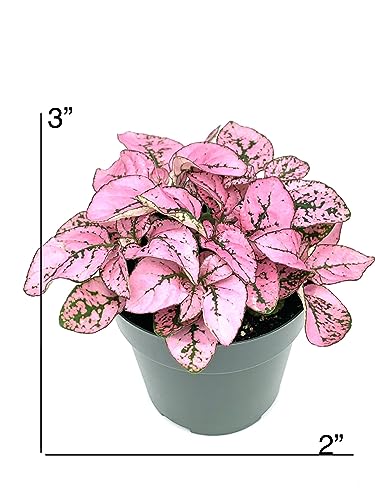 Hypoestes Pink Splash Live Potted House Plants Air Purifying in 2" Pot