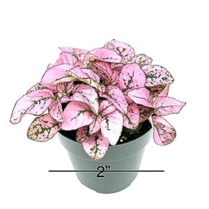 Hypoestes Pink Splash Live Potted House Plants Air Purifying in 2" Pot