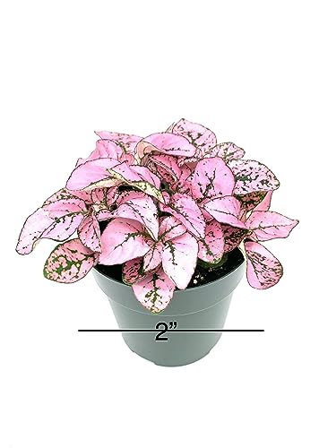 Hypoestes Pink Splash Live Potted House Plants Air Purifying in 2" Pot