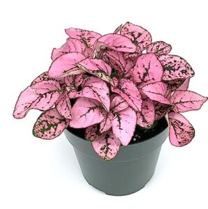 hypoestes pink splash live potted house plants air purifying in 2" pot