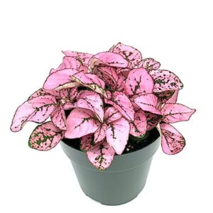 Hypoestes Pink Splash Live Potted House Plants Air Purifying in 2" Pot