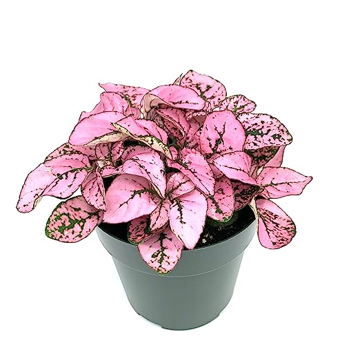 Hypoestes Pink Splash Live Potted House Plants Air Purifying in 2" Pot