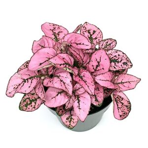 Hypoestes Pink Splash Live Potted House Plants Air Purifying in 2" Pot