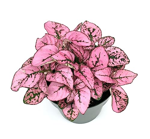 Hypoestes Pink Splash Live Potted House Plants Air Purifying in 2" Pot