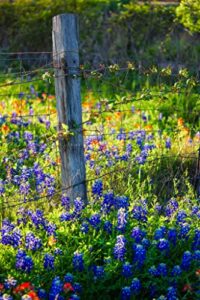 country photography print (not framed) vertical picture of fence post surrounded by bluebonnets on spring day in texas wildflower wall art farmhouse decor (5" x 7")