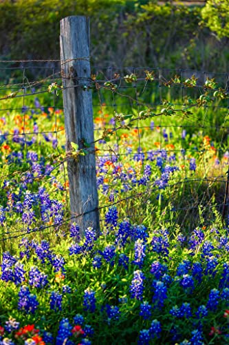 Country Photography Print (Not Framed) Vertical Picture of Fence Post Surrounded by Bluebonnets on Spring Day in Texas Wildflower Wall Art Farmhouse Decor (5" x 7")