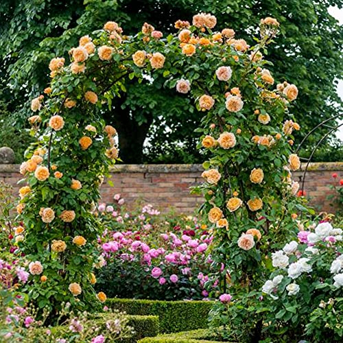 Black Garden Arch Trellis for Elegant Decorations,Metal Pergola Arbor,W 120-350cm Steel Frame Rust Resistant Extra Wide Rose Trellis Archway for Garden Wedding,Plants Support (Color : Black, Size :