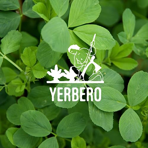 Yerbero - Alfalfa Loose Herbal Tea 3.5oz (100gr) | Medicago Sativa | Te de Alfalfa | Stand Up Resealable Bag Crafted By Nature100% All Natural Fresh Tea | Non-GMO | From Mexico