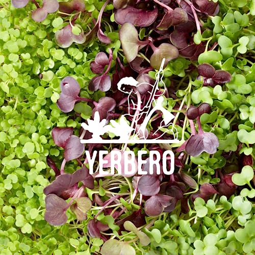 Yerbero - Alfalfa Loose Herbal Tea 3.5oz (100gr) | Medicago Sativa | Te de Alfalfa | Stand Up Resealable Bag Crafted By Nature100% All Natural Fresh Tea | Non-GMO | From Mexico