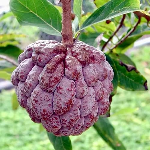 CHUXAY GARDEN Purple Sugar Apple Seed 10 Seeds Annona Squamosa Tree Plant Edible Sweet Fruit Healthy Perennial Tropical Plants