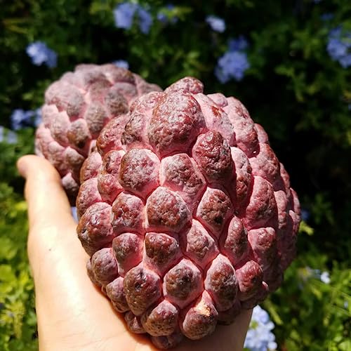 CHUXAY GARDEN Purple Sugar Apple Seed 10 Seeds Annona Squamosa Tree Plant Edible Sweet Fruit Healthy Perennial Tropical Plants