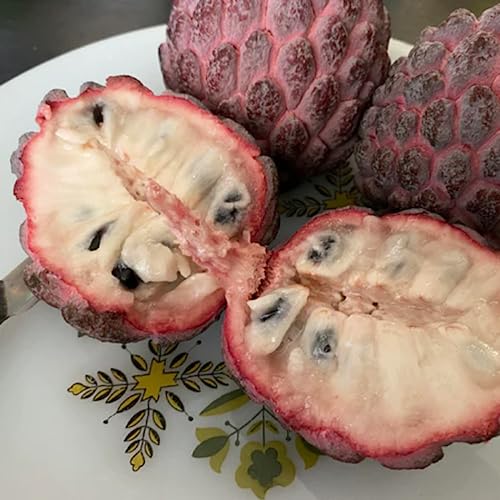 CHUXAY GARDEN Purple Sugar Apple Seed 10 Seeds Annona Squamosa Tree Plant Edible Sweet Fruit Healthy Perennial Tropical Plants