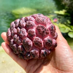 CHUXAY GARDEN Purple Sugar Apple Seed 10 Seeds Annona Squamosa Tree Plant Edible Sweet Fruit Healthy Perennial Tropical Plants