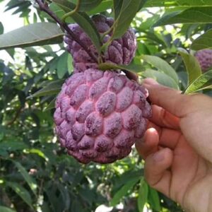 CHUXAY GARDEN Purple Sugar Apple Seed 10 Seeds Annona Squamosa Tree Plant Edible Sweet Fruit Healthy Perennial Tropical Plants