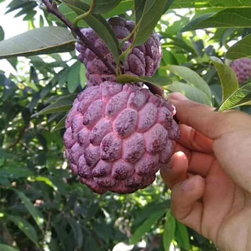 CHUXAY GARDEN Purple Sugar Apple Seed 10 Seeds Annona Squamosa Tree Plant Edible Sweet Fruit Healthy Perennial Tropical Plants