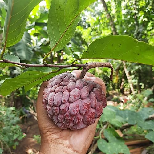 CHUXAY GARDEN Purple Sugar Apple Seed 10 Seeds Annona Squamosa Tree Plant Edible Sweet Fruit Healthy Perennial Tropical Plants