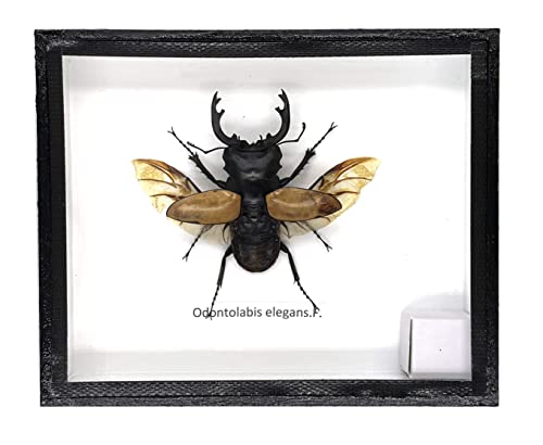 Real Exotic Stag Beetle (Odontolobis Elegans) Open Wings - taxidermy insect bug collection framed in a wooden box as pictured (Black Wooden Box)