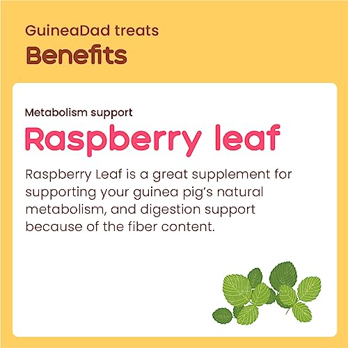 GuineaDad Organic Guinea Pig Herbal Treats - Guinea Pig Food with Convenient Packaging - Raspberry Leaf Flavor - 1.2-oz - Guinea Pig Treats Help with Bonding - High in Nutrition and Fiber- Small