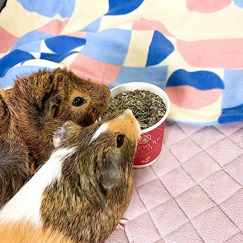 GuineaDad Organic Guinea Pig Herbal Treats - Guinea Pig Food with Convenient Packaging - Raspberry Leaf Flavor - 1.2-oz - Guinea Pig Treats Help with Bonding - High in Nutrition and Fiber- Small