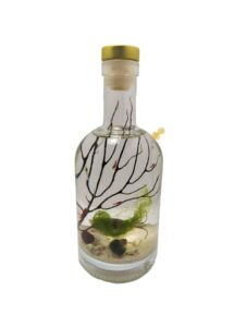 enclosed ecosystem shrimps bottle