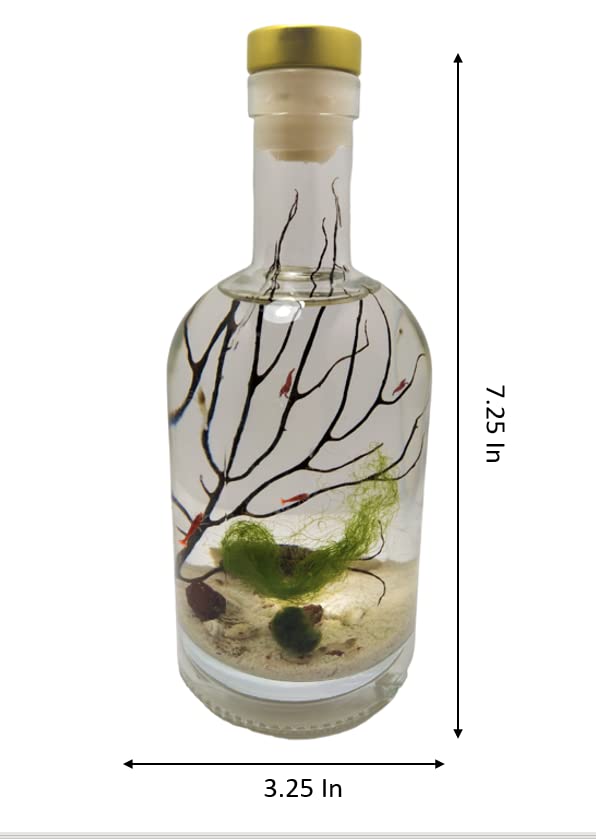 Enclosed Ecosystem Shrimps Bottle