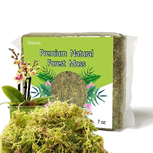 Yilotuce 7 oz Natural Orchid Moss for Potted Plants, Nice Soilless Potting Soil for Seedling and Cutting, Good Idea for Reptile Terrarium, Crafts, Garden Decoration