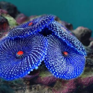 OrgMemory Artificial Coral Plant, Faux Coral Ornaments, Underwater Sea Plants, for Fish Tank Aquarium, Fish Cave Hideout Decoration Landscape (Blue Coral)