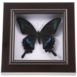 housoutil butterfly specimens in shadow box blue morpho butterfly framed and mounted in black display for wall shelf or table display