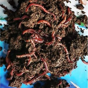 Nature's Dream Ranch 250 ct Live Red Wiggler Composting Worms Vermicomposting Garden Red Wrigglers, Farm Composting, Pet Feed, Kid Experiment