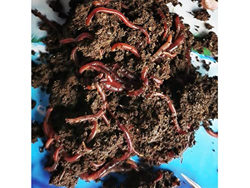 Nature's Dream Ranch 250 ct Live Red Wiggler Composting Worms Vermicomposting Garden Red Wrigglers, Farm Composting, Pet Feed, Kid Experiment