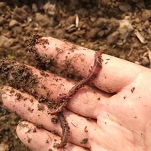 Nature's Dream Ranch 250 ct Live Red Wiggler Composting Worms Vermicomposting Garden Red Wrigglers, Farm Composting, Pet Feed, Kid Experiment