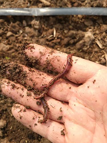 Nature's Dream Ranch 250 ct Live Red Wiggler Composting Worms Vermicomposting Garden Red Wrigglers, Farm Composting, Pet Feed, Kid Experiment