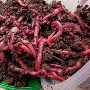 Nature's Dream Ranch 250 ct Live Red Wiggler Composting Worms Vermicomposting Garden Red Wrigglers, Farm Composting, Pet Feed, Kid Experiment