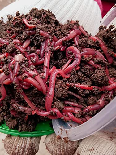 Nature's Dream Ranch 250 ct Live Red Wiggler Composting Worms Vermicomposting Garden Red Wrigglers, Farm Composting, Pet Feed, Kid Experiment