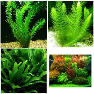 aquatic discounts - 3 different live aquarium plants - anacharis + hornwort + java fern buy2get1free!
