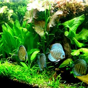 Aquatic Discounts - 3 Different Live Aquarium Plants - Anacharis + Hornwort + Java Fern BUY2GET1FREE!