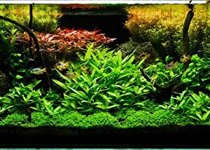 Aquatic Discounts - 3 Different Live Aquarium Plants - Anacharis + Hornwort + Java Fern BUY2GET1FREE!