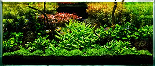 Aquatic Discounts - 3 Different Live Aquarium Plants - Anacharis + Hornwort + Java Fern BUY2GET1FREE!