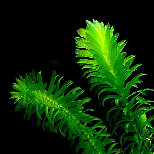 Aquatic Discounts - 3 Different Live Aquarium Plants - Anacharis + Hornwort + Java Fern BUY2GET1FREE!