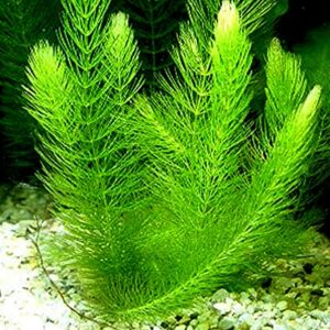 Aquatic Discounts - 3 Different Live Aquarium Plants - Anacharis + Hornwort + Java Fern BUY2GET1FREE!