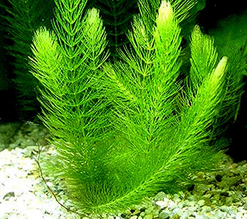 Aquatic Discounts - 3 Different Live Aquarium Plants - Anacharis + Hornwort + Java Fern BUY2GET1FREE!