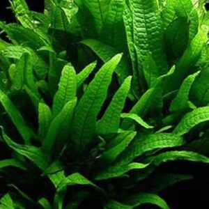 Aquatic Discounts - 3 Different Live Aquarium Plants - Anacharis + Hornwort + Java Fern BUY2GET1FREE!