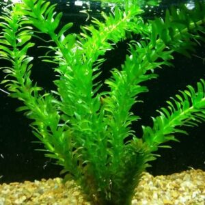 Aquatic Discounts - 3 Different Live Aquarium Plants - Anacharis + Hornwort + Java Fern BUY2GET1FREE!