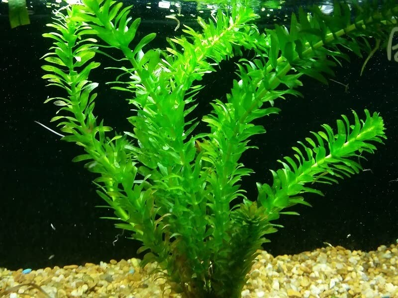 Aquatic Discounts - 3 Different Live Aquarium Plants - Anacharis + Hornwort + Java Fern BUY2GET1FREE!