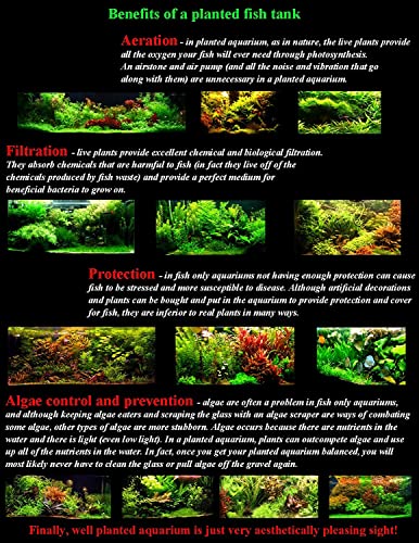 Aquatic Discounts - 3 Different Live Aquarium Plants - Anacharis + Hornwort + Java Fern BUY2GET1FREE!